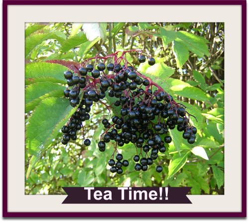 elderberries on branch