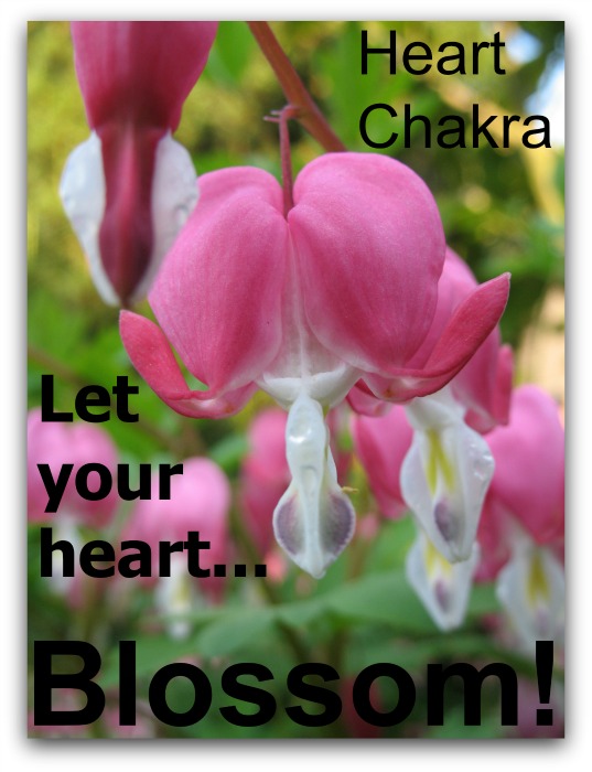 bleeding heart blossom